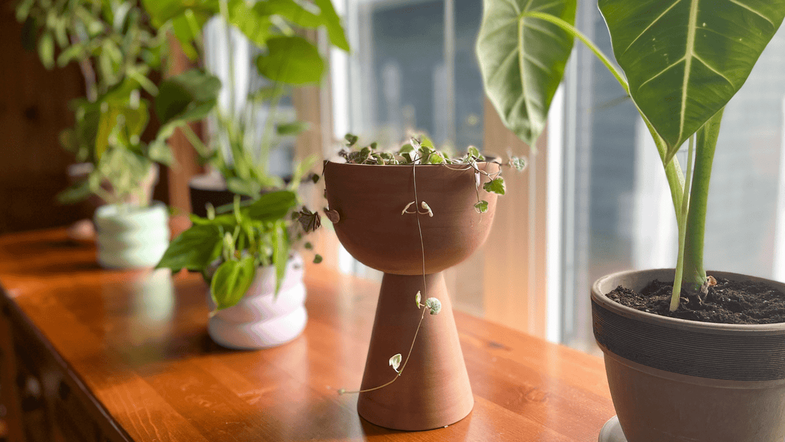 Préparer nos plantes à la saison froide - Alma Plantes