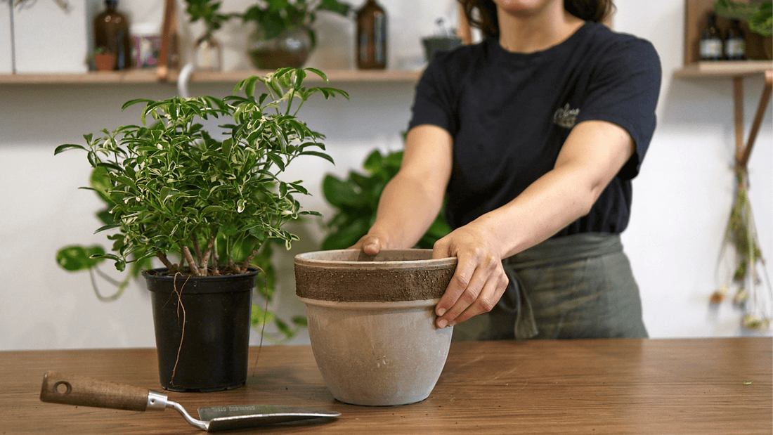 Rempotage 101 - Alma Plantes