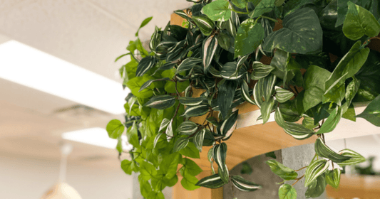 Retour au bureau : comment intégrer les plantes dans son espace de travail? - Alma Plantes