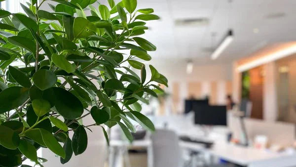 Tendances 2026 : plantes et décoration végétale à surveiller - Alma Plantes