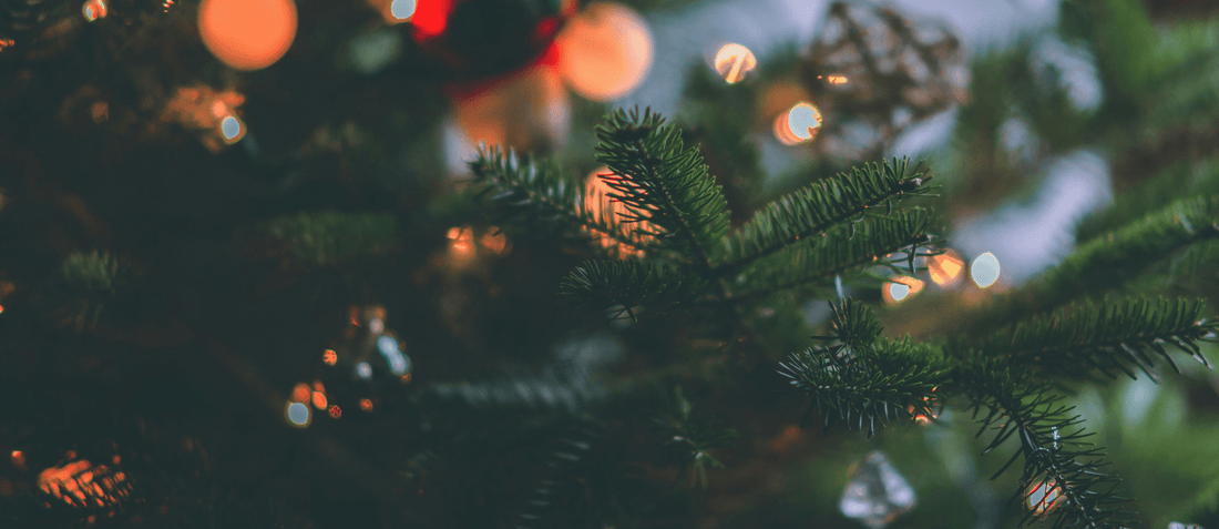 Une plante sous le sapin : un cadeau vivant qui traverse le temps - Alma Plantes