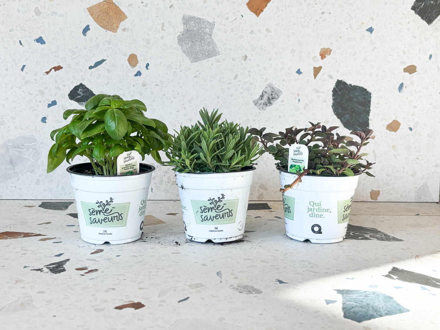 Fines herbes, vivaces & potager