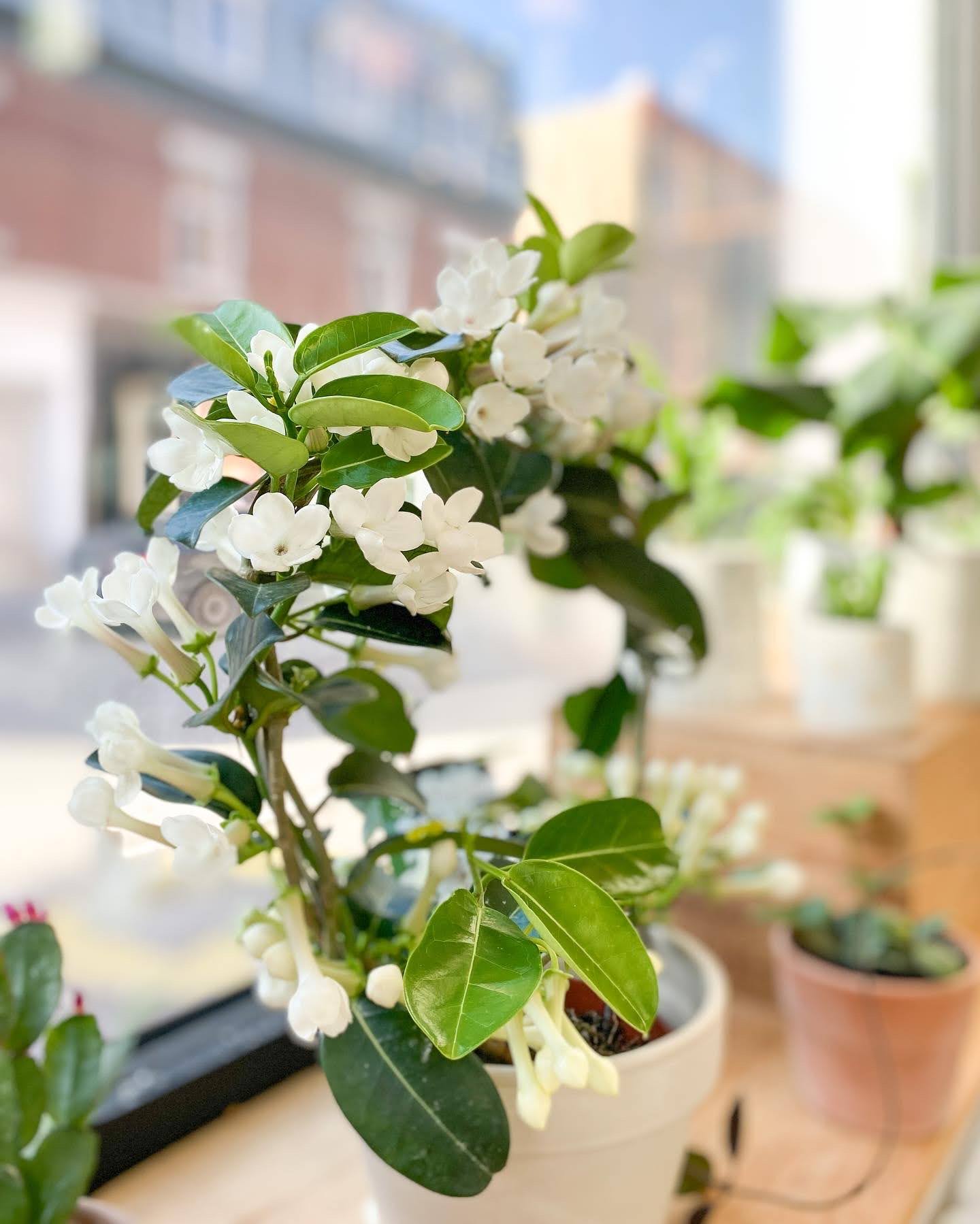 Plantes à fleurs