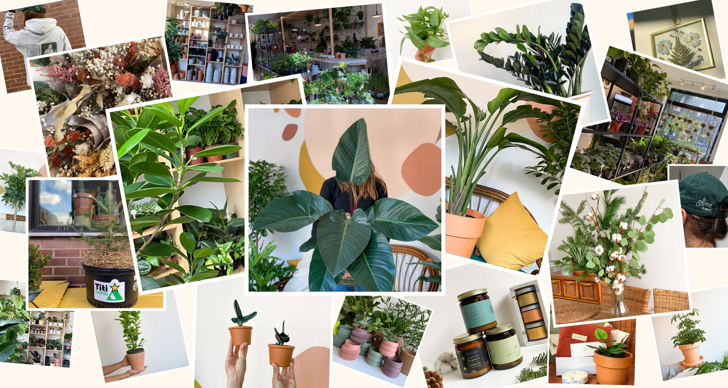 Cadeaux à moins de 50$ - Alma Plantes