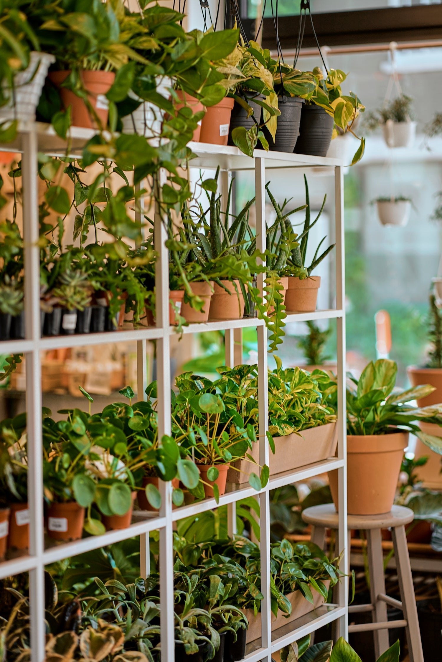 Liste d'attente - plantes - Alma Plantes