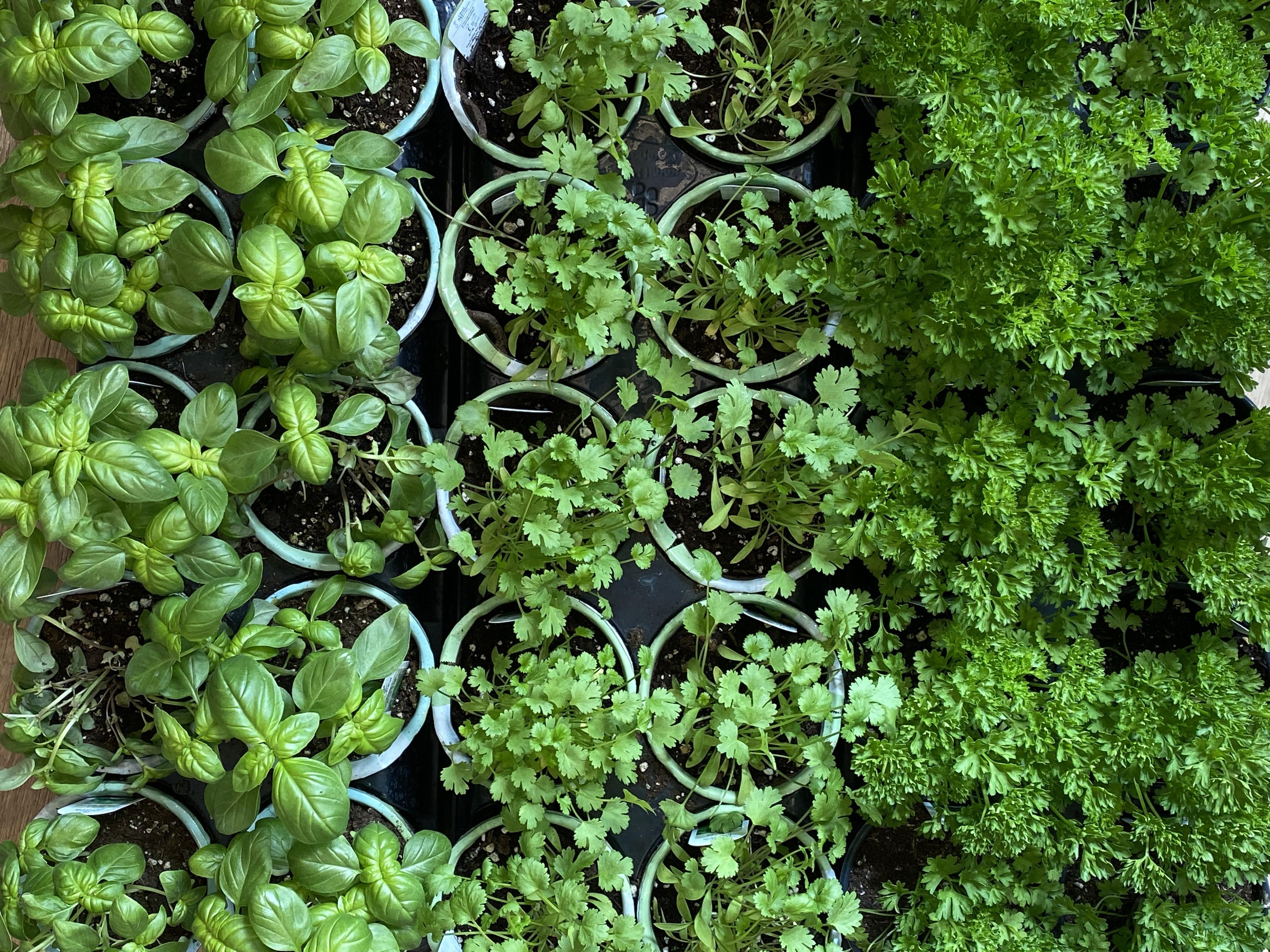 Petits fruits - Alma Plantes