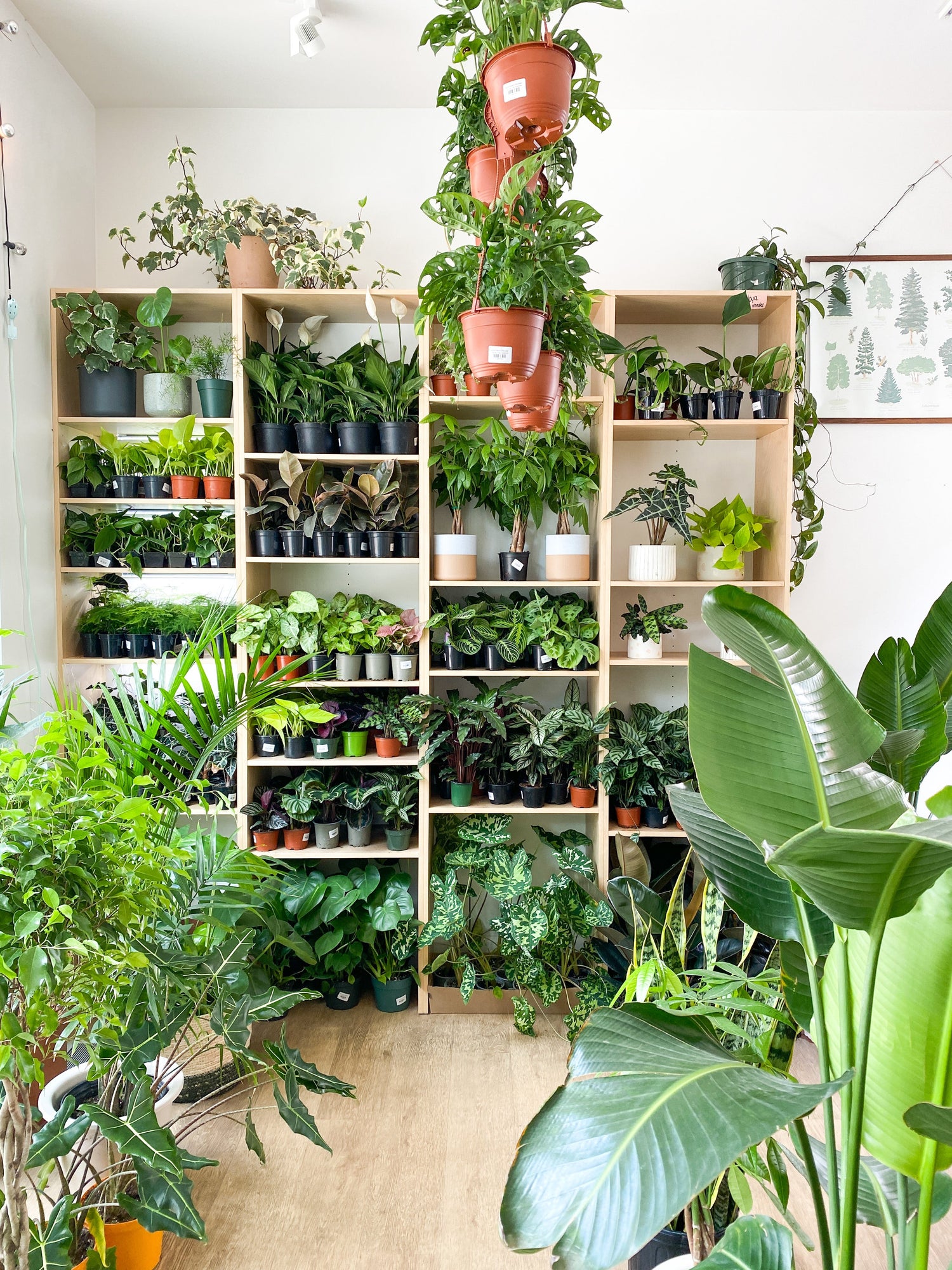 Plantes d'intérieur - Alma Plantes