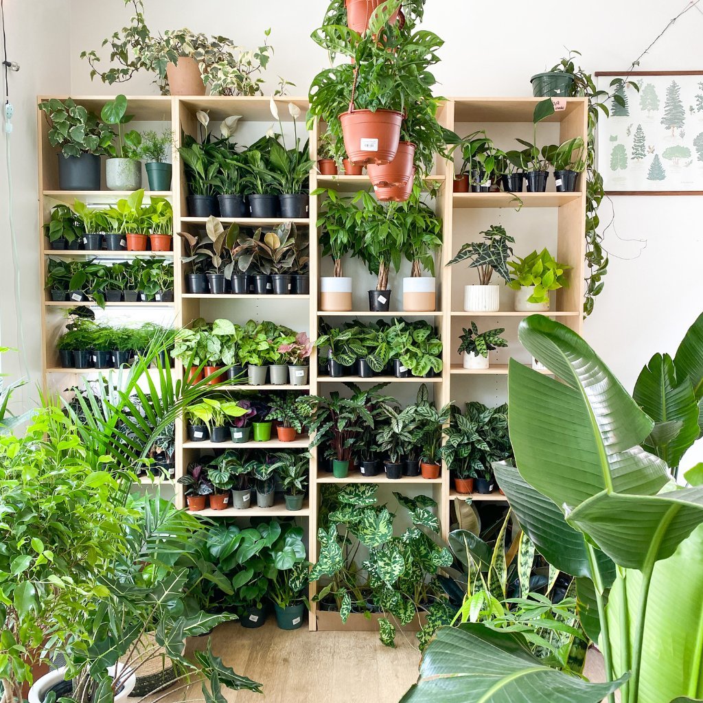 Plantes non-toxiques pour les animaux - Alma Plantes