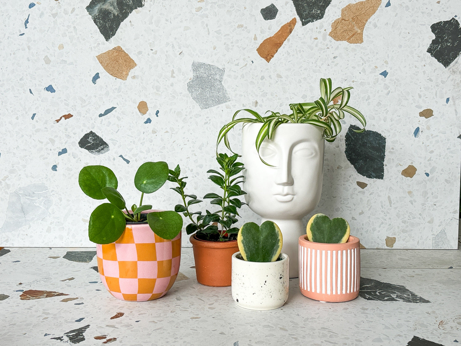 Saint-Valentin - Alma Plantes