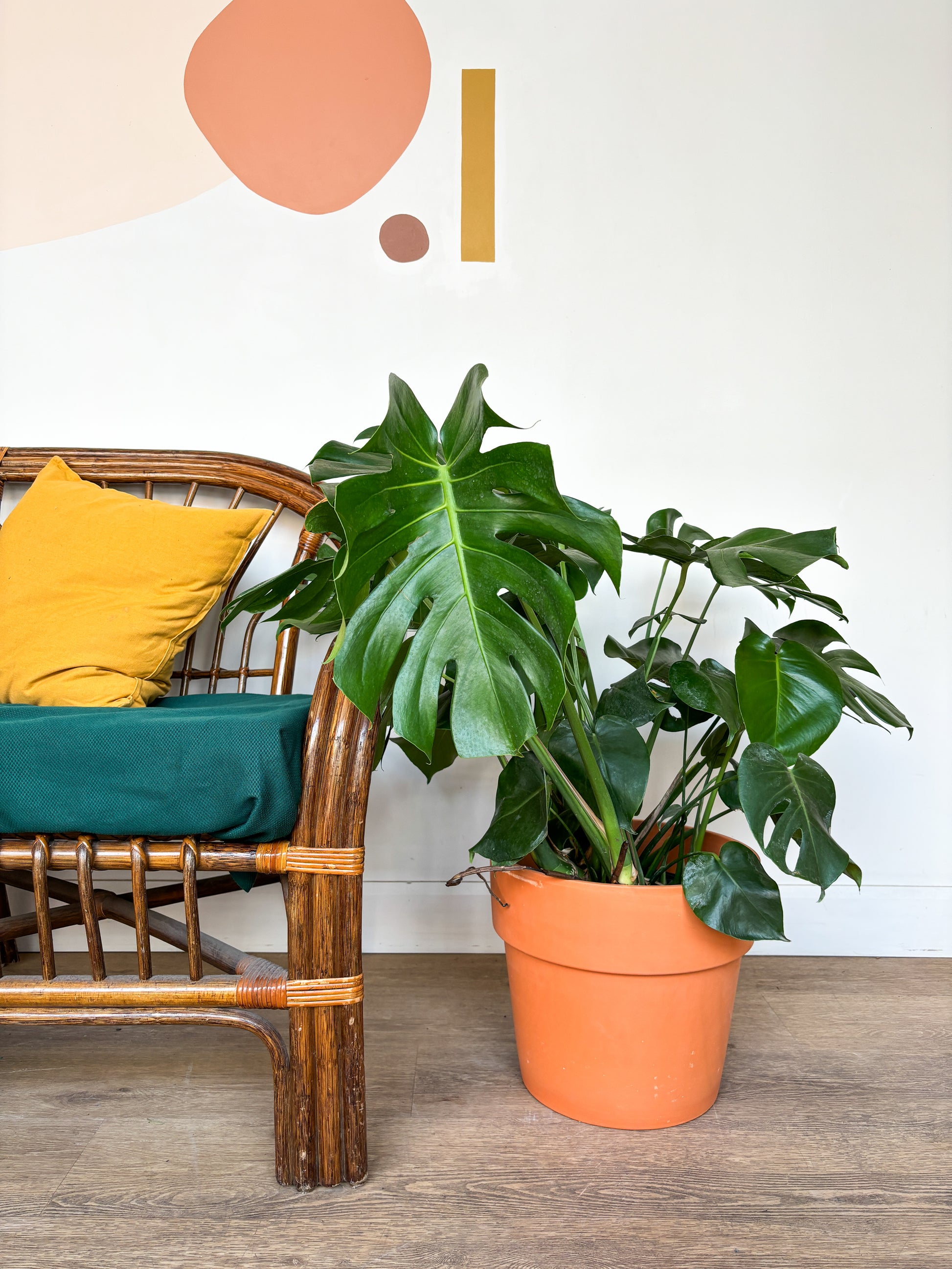 Jeune Monica (Monstera) – Alma Plantes