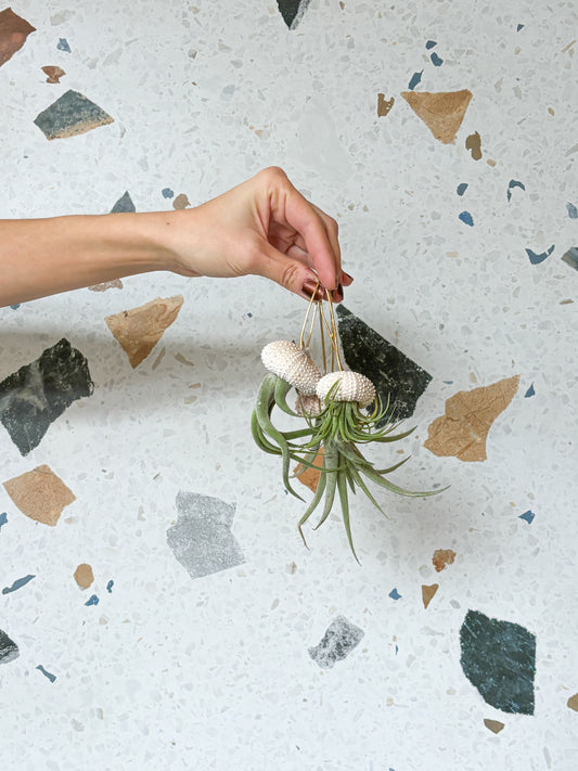 Ornement en coquillage (Tillandsia)