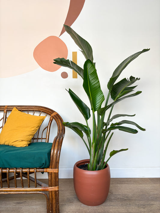 Perrine (Strelitzia)
