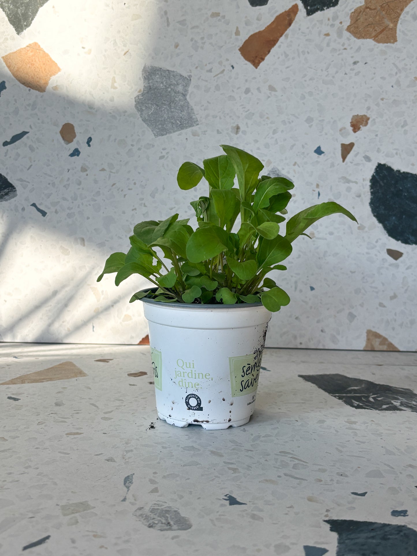 Roquette