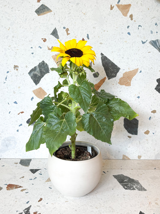 Plant de tournesol