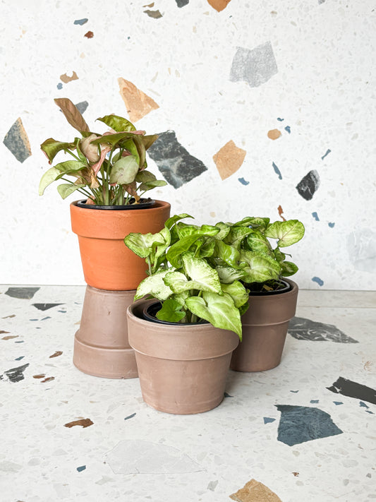 Syngonium assorti