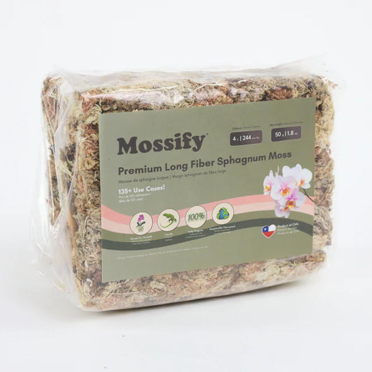 Mousse de Sphaigne