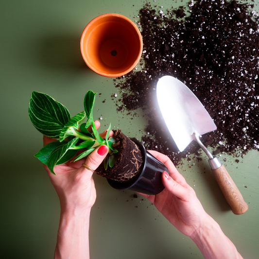 Rempotage et bouturage 101