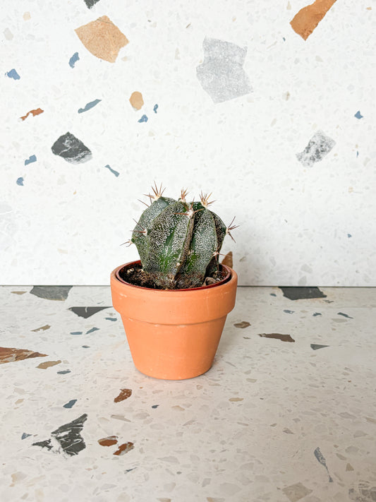 Astrophytum (Succulente)