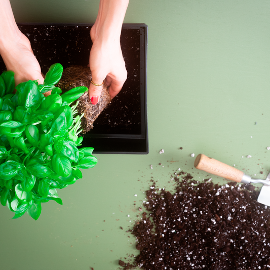 Crée ta balconnière de fines herbes - Atelier créatif