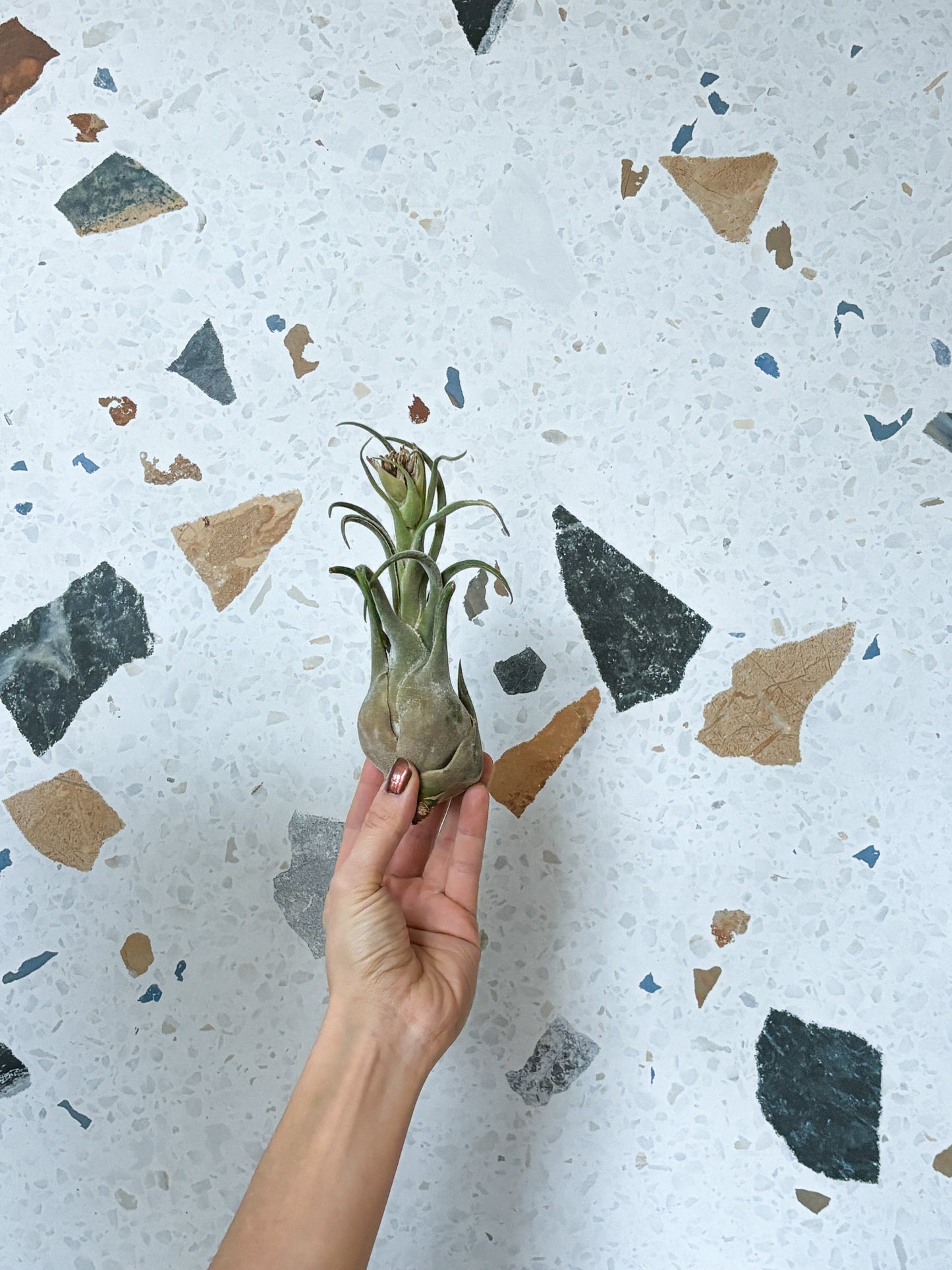 Specimen (Tillandsia)