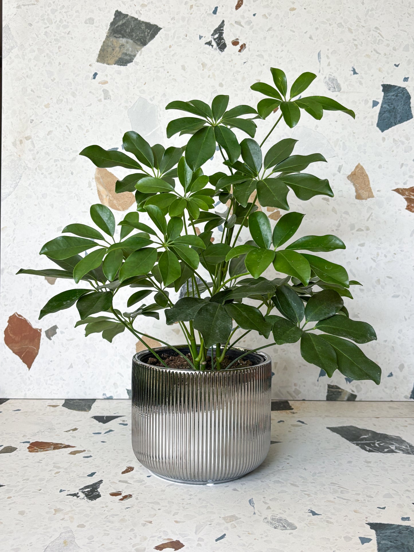 Cache-pot argent