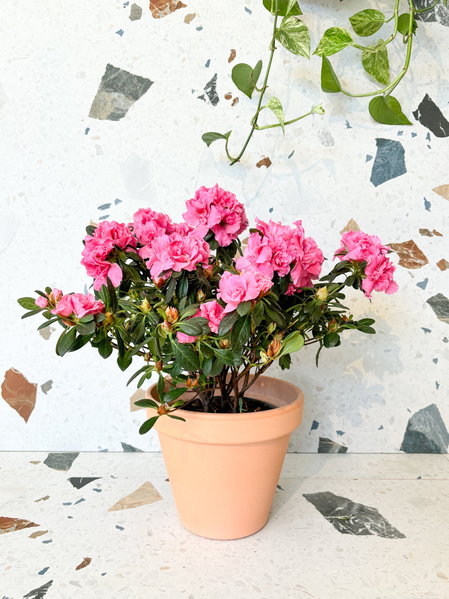 Azalée(Azalea)