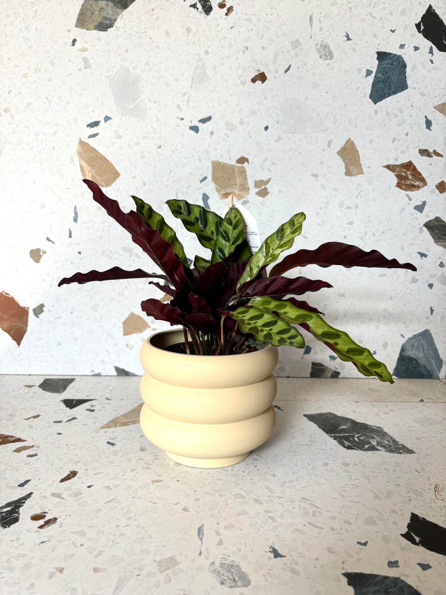 pot Élise
