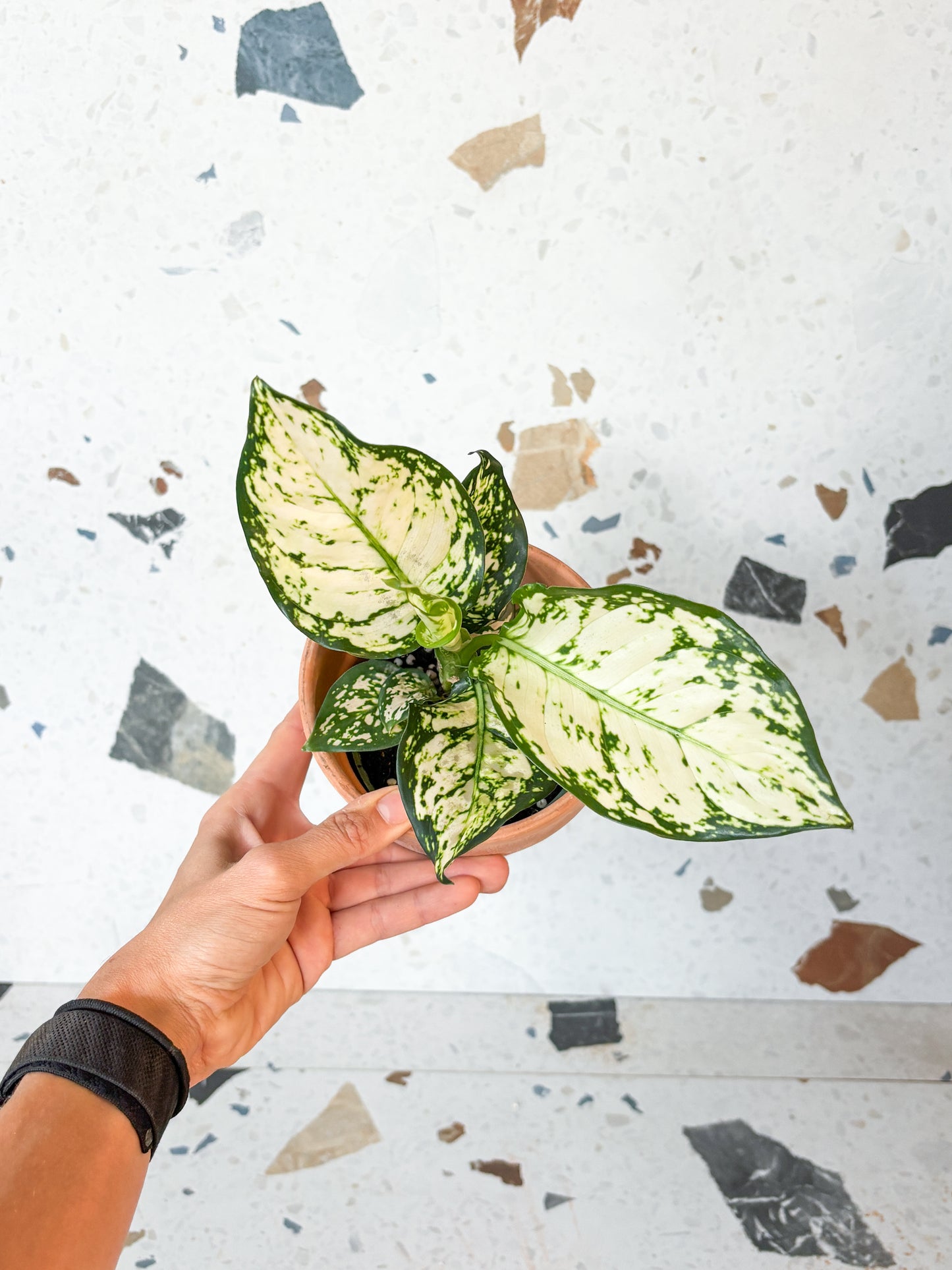 Thai snowflake (Aglaonema)
