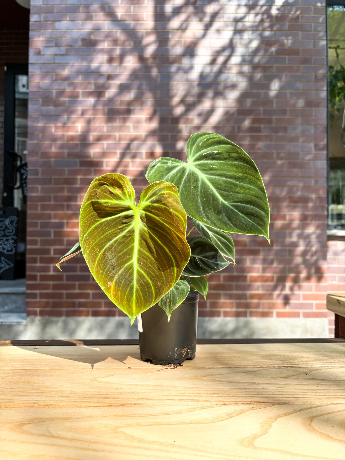 El Choco (Philodendron)