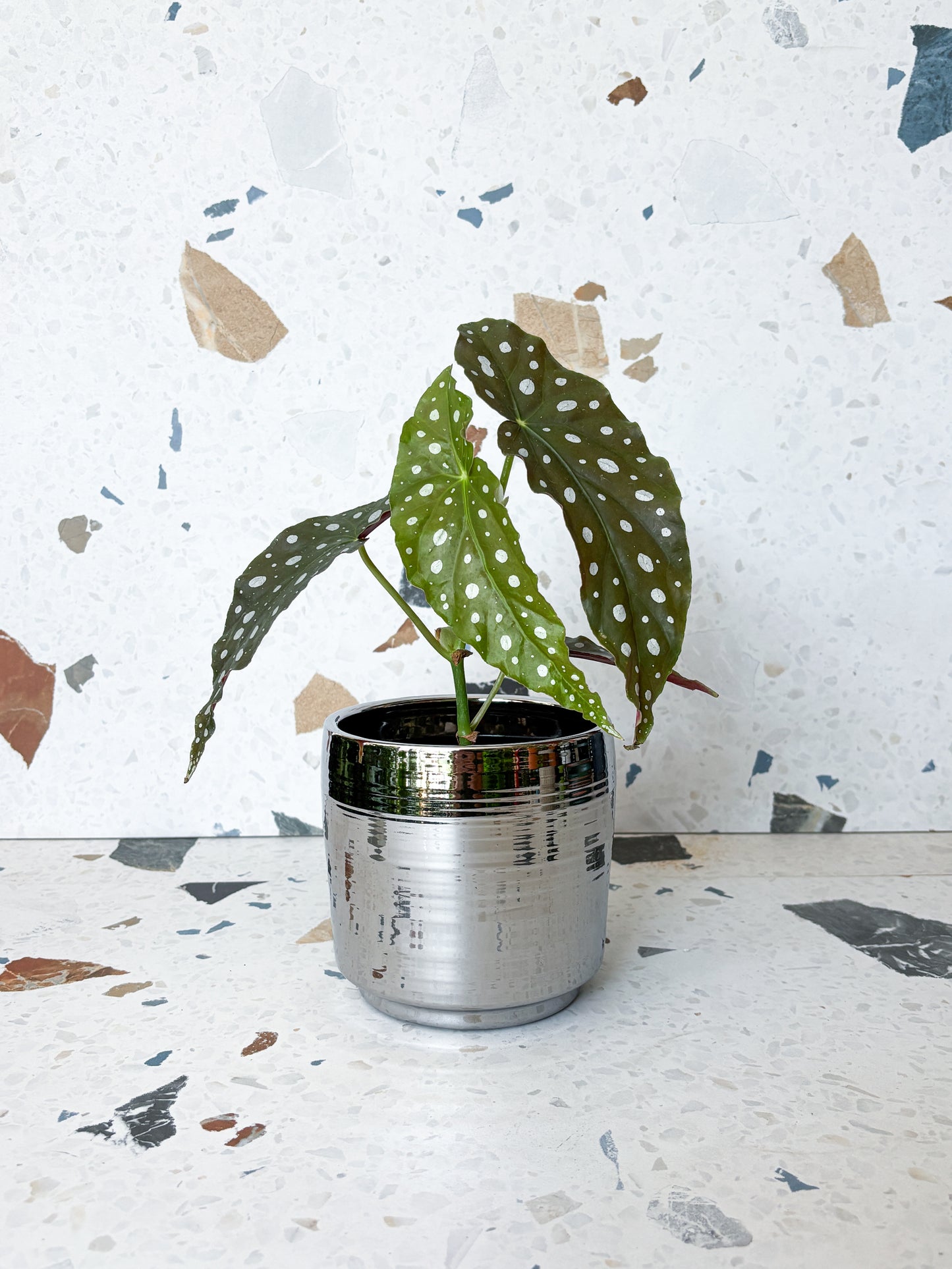 Cache-pot argent