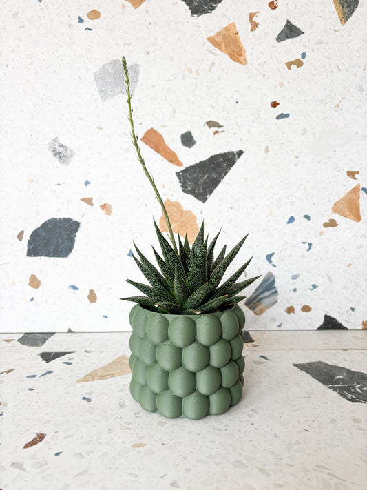 Gasteria (Succulente)