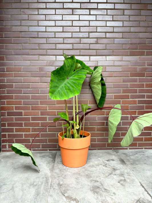 Bleuet (Colocasia)