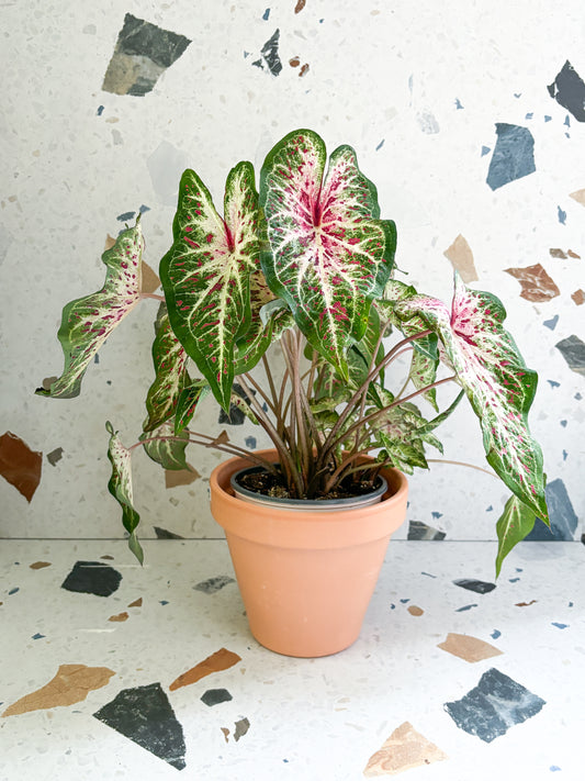 Heart and soul (Caladium)