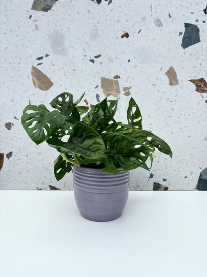 Cache-pot Bergamo