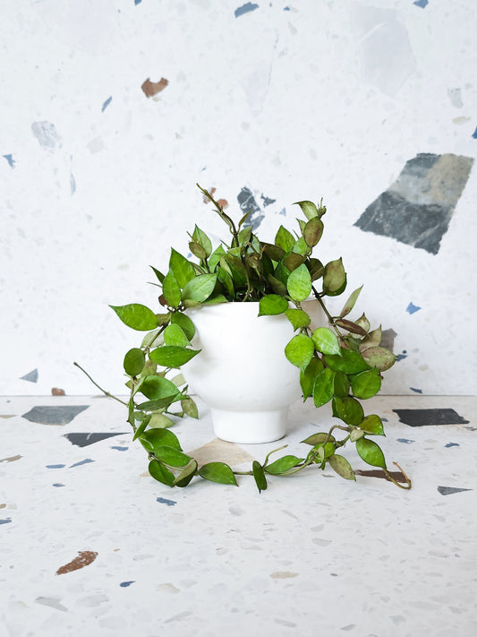 Khroniana (Hoya)