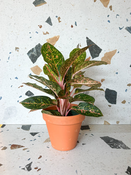 Chanelle (Aglaonema)
