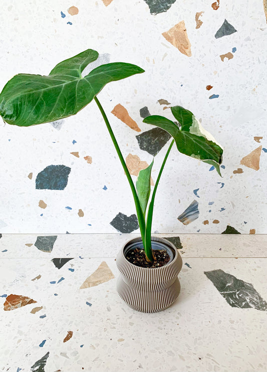 Mickey (Alocasia)