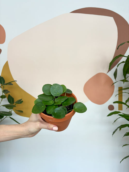 Plantes d'intérieur non toxiques pour les chats et les chiens