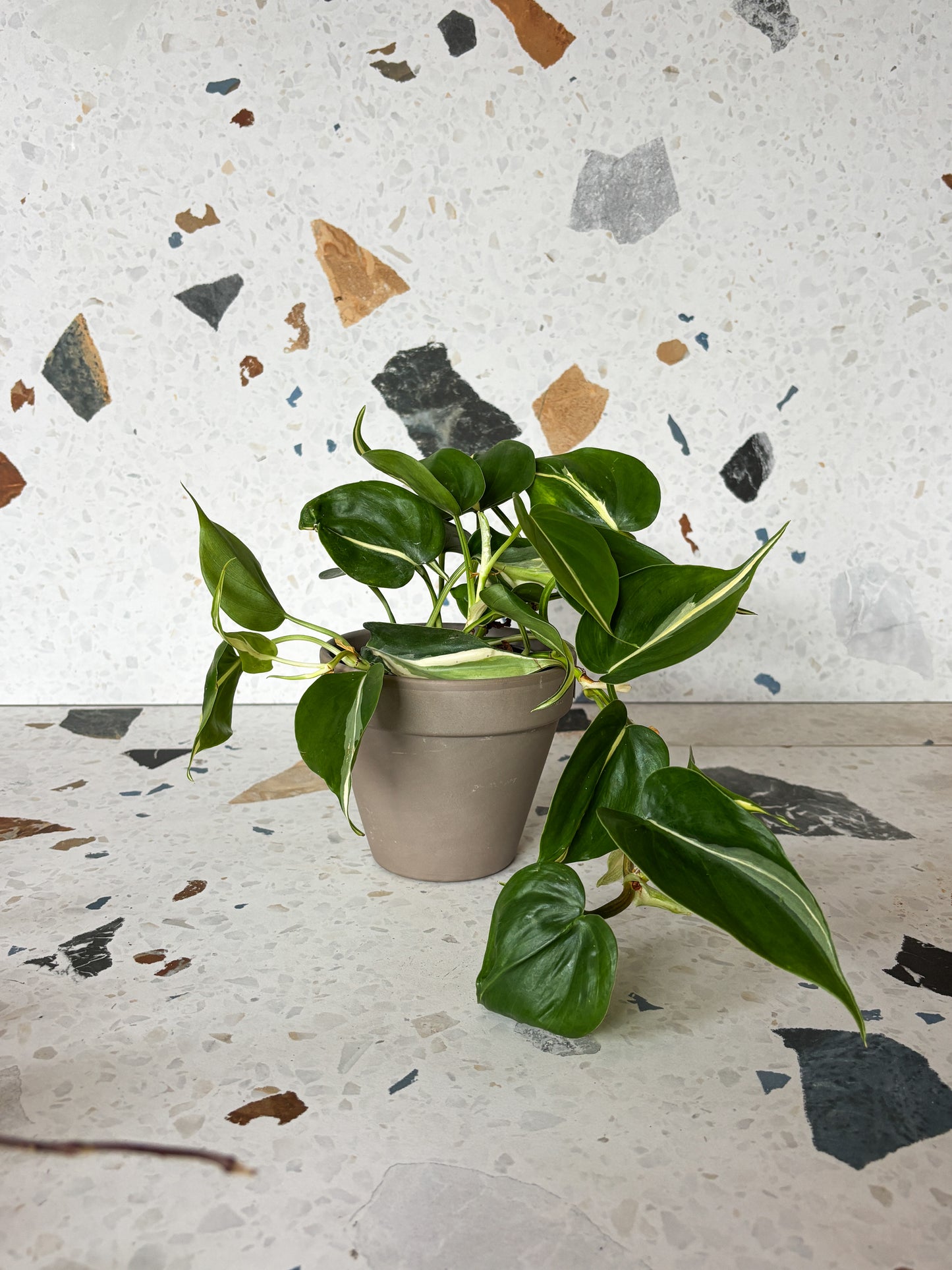 Sylvain (Philodendron)