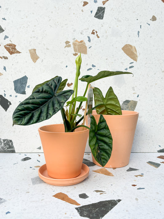 Pot vaso en terre cuite - vieux rose