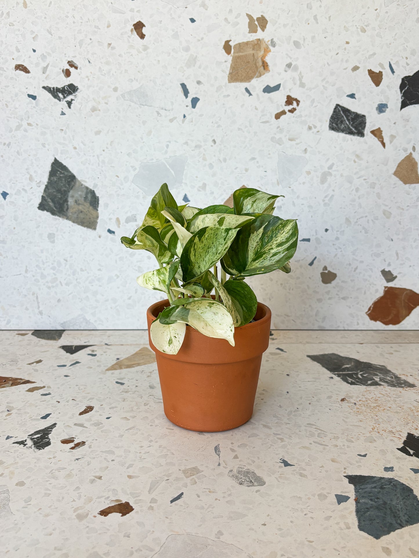 Manjula (Pothos)