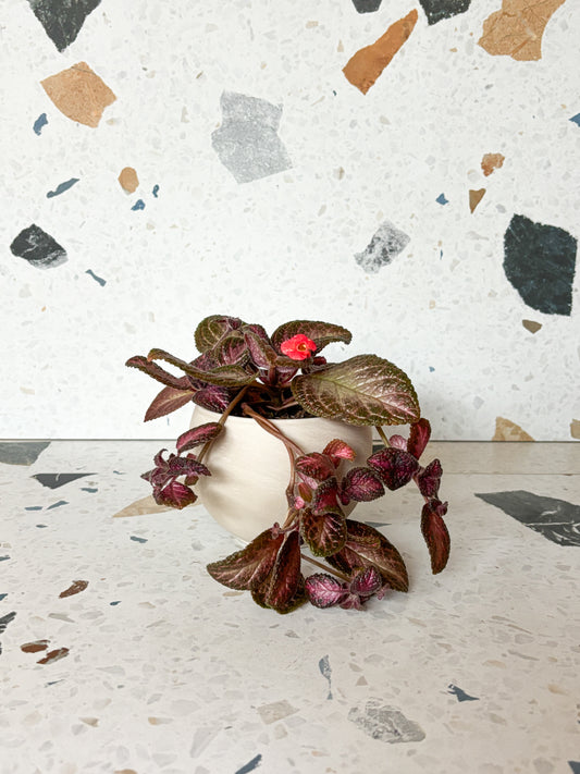 Episcia assorti