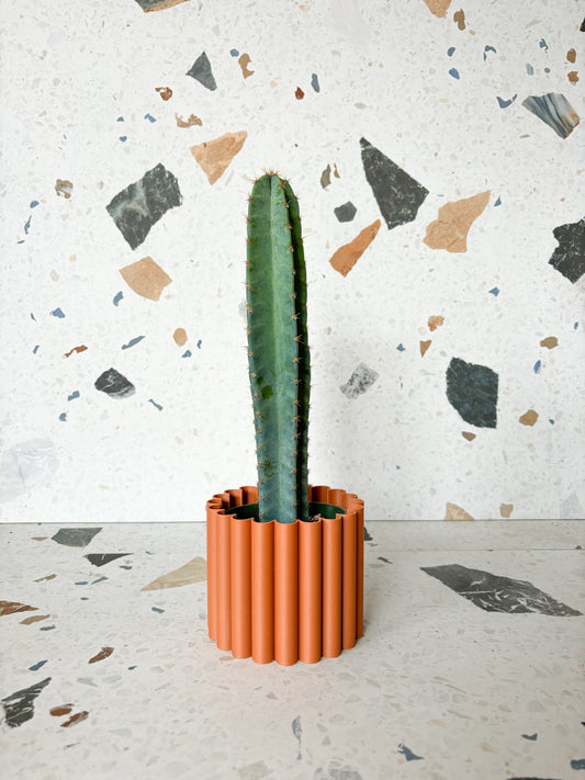 Perú (Cereus)