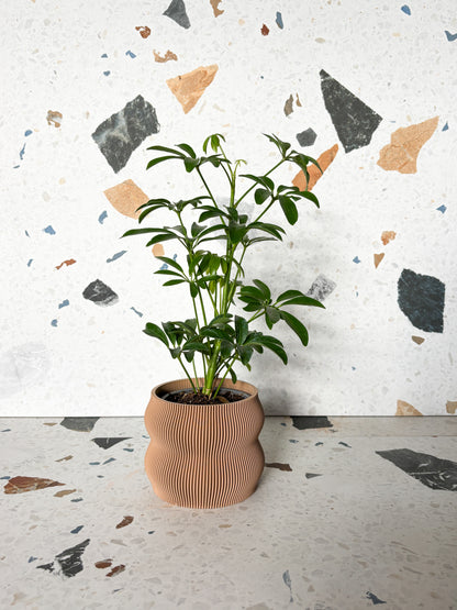 Cache pot 'Le Nuancé'