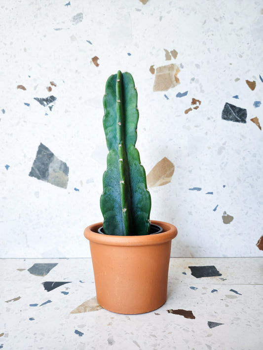 Jamal (Cereus)