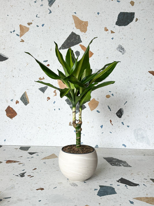 Cintho (Dracaena)