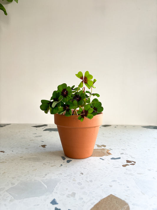 Oxana (Oxalis)