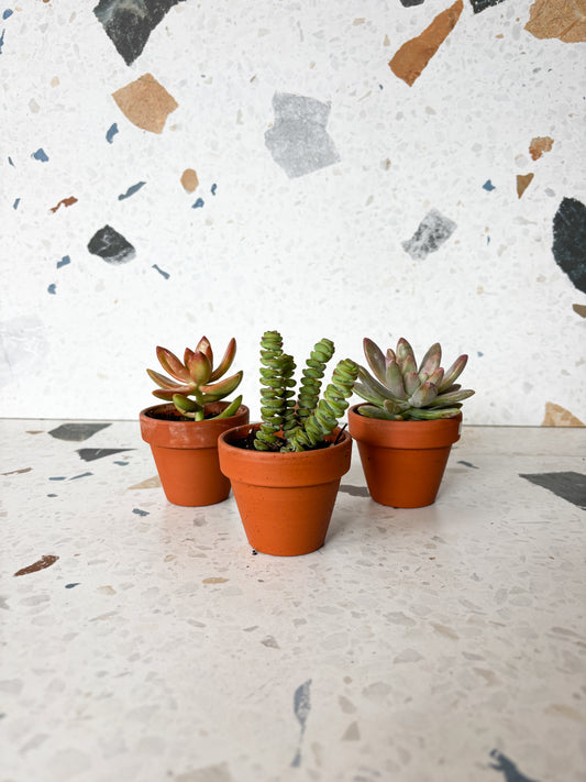 Succulentes assorties - en pot de grès