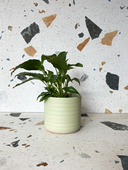 Cache-pot silent green