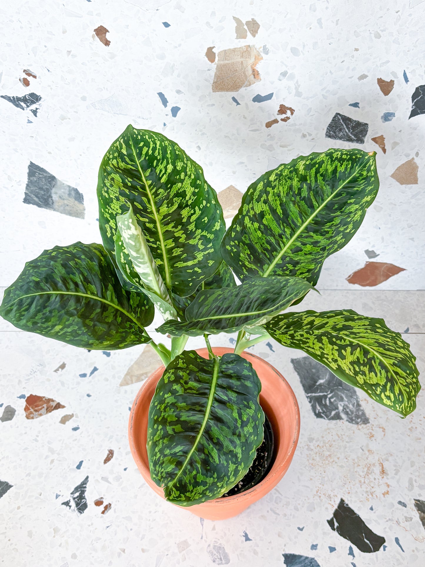 Reflector (Dieffenbachia)